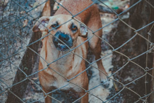 A cautious brown dog standing behind a wire fence outdoors, exhibiting a protective demeanor.